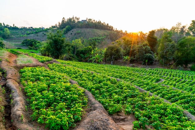 nursery plant garden on mountain