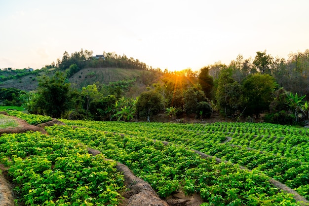 nursery plant garden on mountain