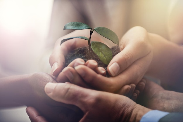 Nurturing corporate growth Cropped image of businesspeople holding a growing seedling in their cupped hands