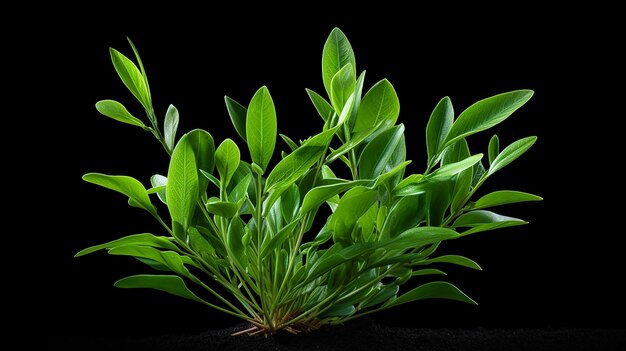 Photo nurturing greenery aloe vera plant isolated on transparent background