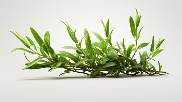 Photo nurturing greenery aloe vera plant isolated on transparent background