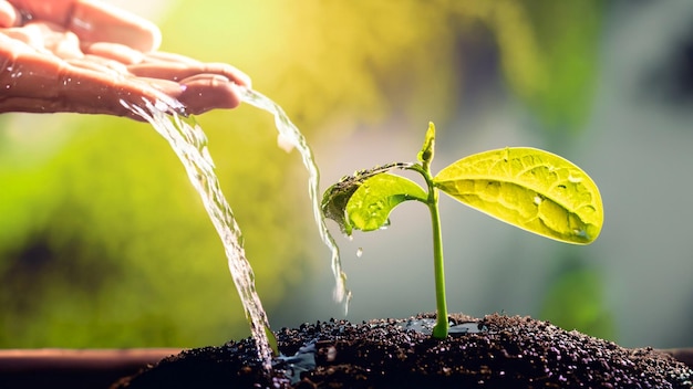 Nurturing Nature Free CloseUp Foto van het water geven van het boompje met de hand Een vleugje zorg en groei