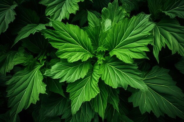 写真 自然の美学を育む ar 32の緑の葉のパターン