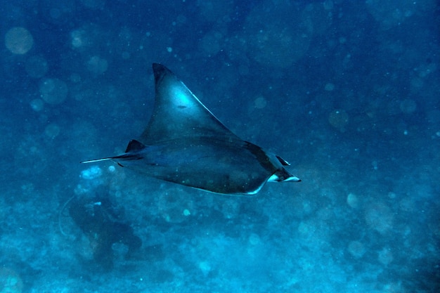 Nusa Penida Bali mobula Manta ray close-up portret