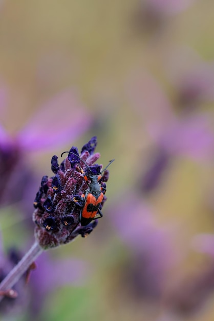 Nustera distigma — вид жуков-насекомых семейства Cerambycidae.