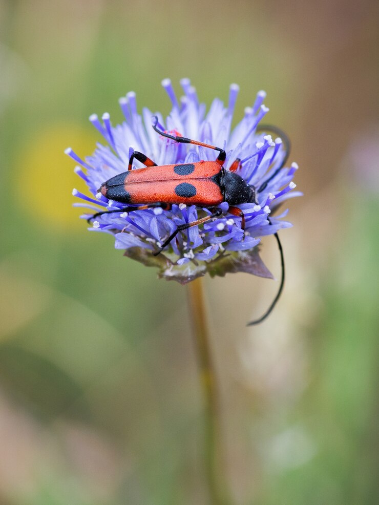 Фотография nustera distigma является видом жукового насекомого семейства cerambycidae.