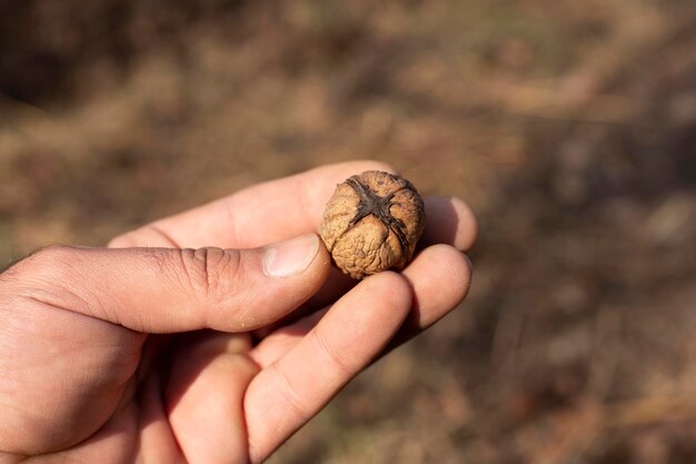 nut in handnature background