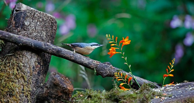 Foto nuthatch nel sito di alimentazione di awoodland