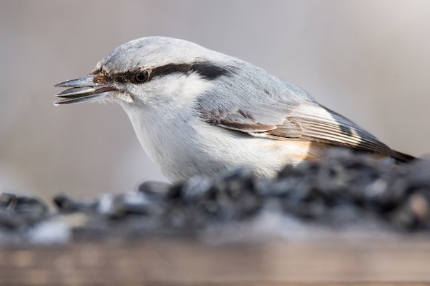 Nuthatch on the branch