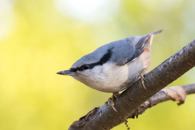 Nuthatch on the branch