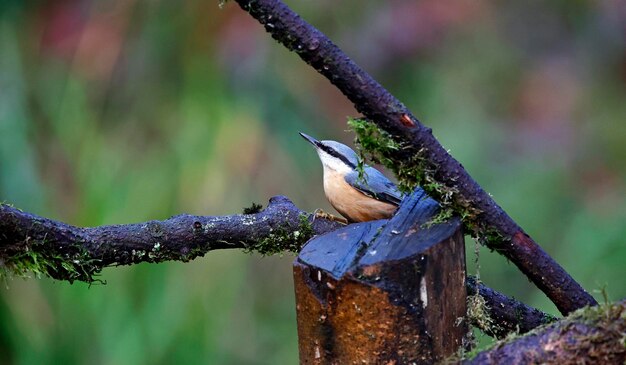 Foto nuthatch gezeten in het bos