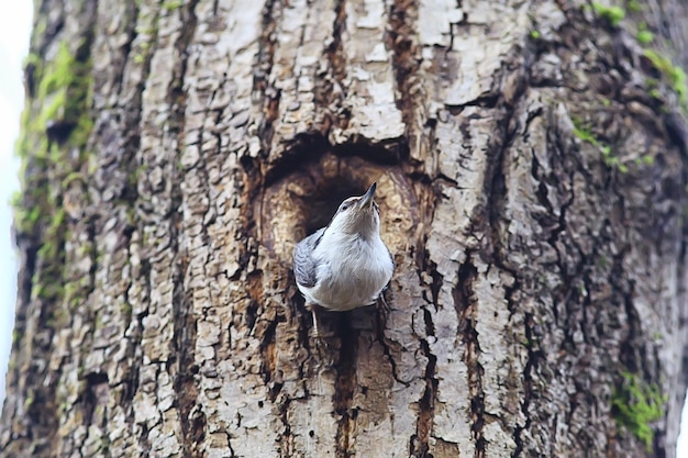 nuthatch at the hollow, little forest bird nest, spring in the wild nature