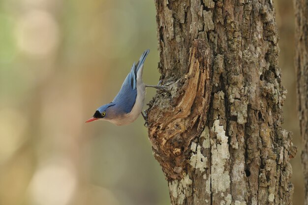 Nuthatch met fluwelen voorkant