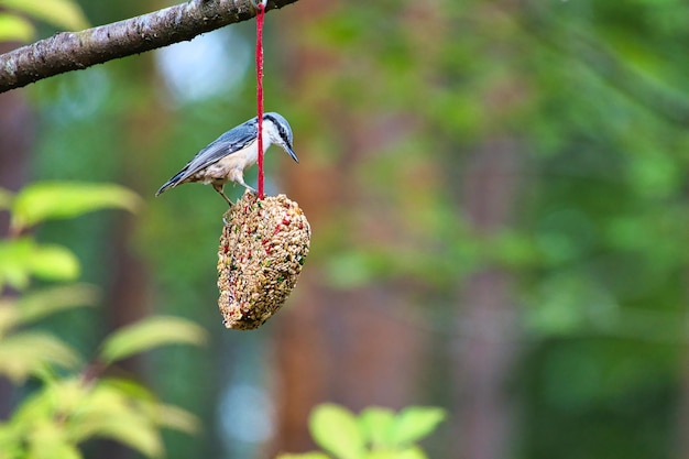 Nuthatch observed at a feeder heart feeding in the forest Small gray white bird