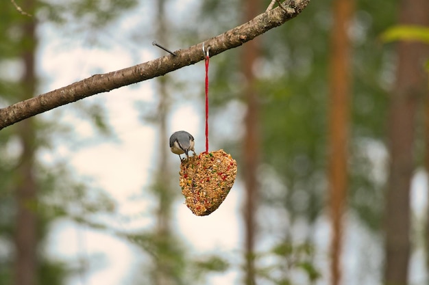 Nuthatch observed at a feeder heart feeding in the forest Small gray white bird