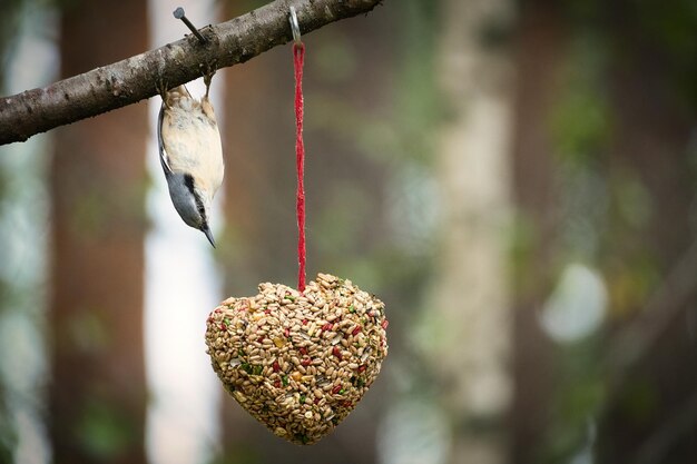 Nuthatch observed at a feeder heart feeding in the forest Small gray white bird