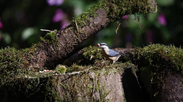 Foto nuthatch op de voedingsplaats van het machtland