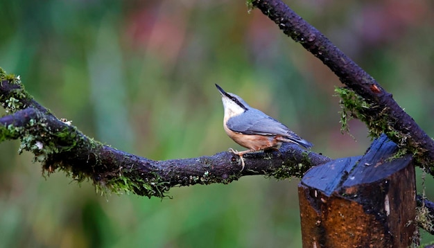 Foto nuthatch appoggiato nel bosco