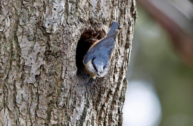 나무에 구멍에 둥지를 준비하는 Nuthatch.