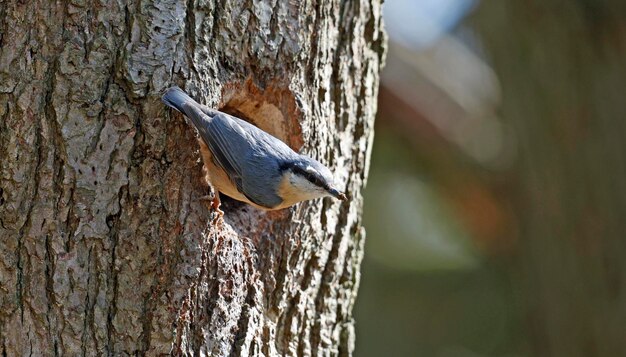 봄에 둥지 사이트를 준비하는 Nuthatch