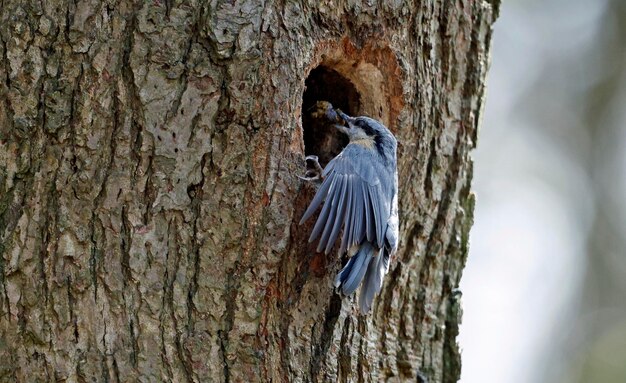 春に営巣地を準備するゴジュウカラ