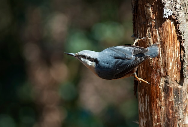 nuthatch on the tree branch