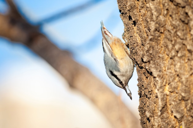 Nuthatch on a tree with sunflower seed in its beak