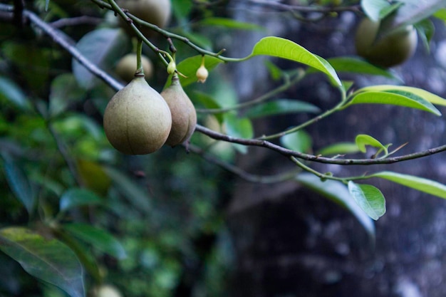 Nutmegs hanging on tree Myristica or Myristica fragrans