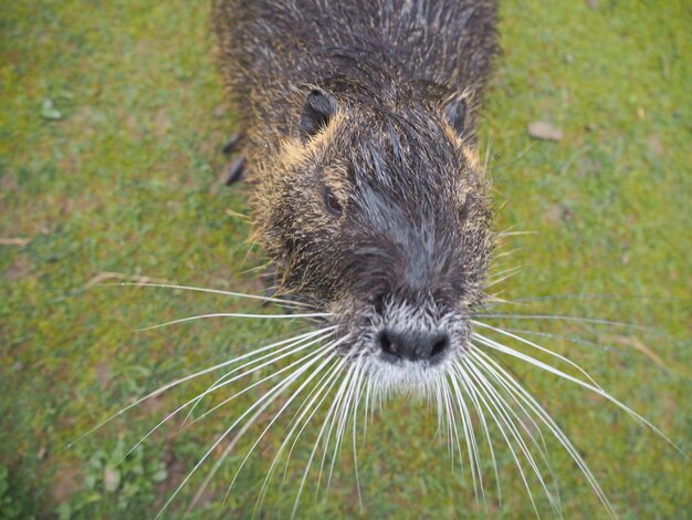 Foto nutria bij de vijver