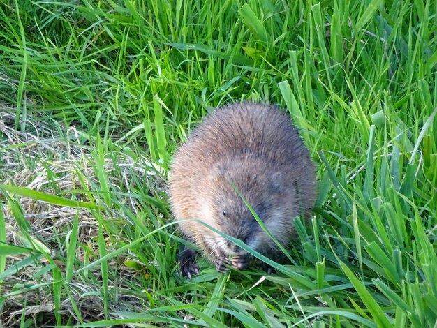 Photo nutria eating grass on field