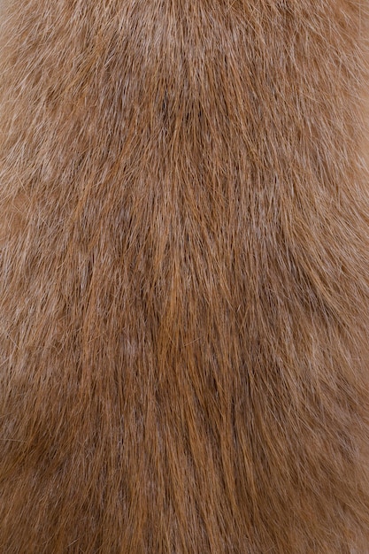 Nutria fur close up texture