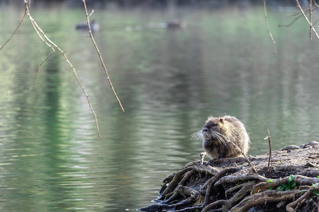 Foto nutria in het wild