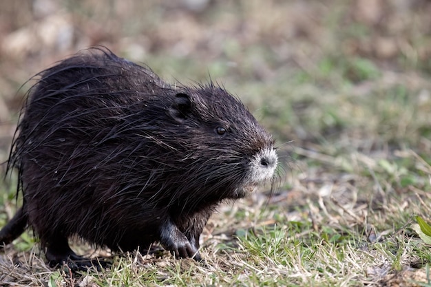 Nutria Myocastor coypus 또는 coypu는 반수생 설치류 및 침입 종입니다.