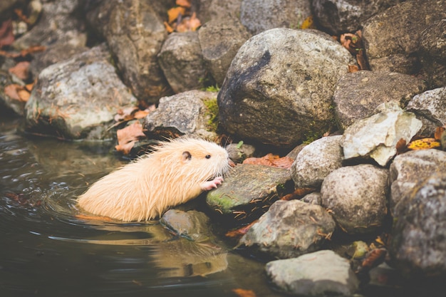 Photo nutria (myocastor coypus) in germany