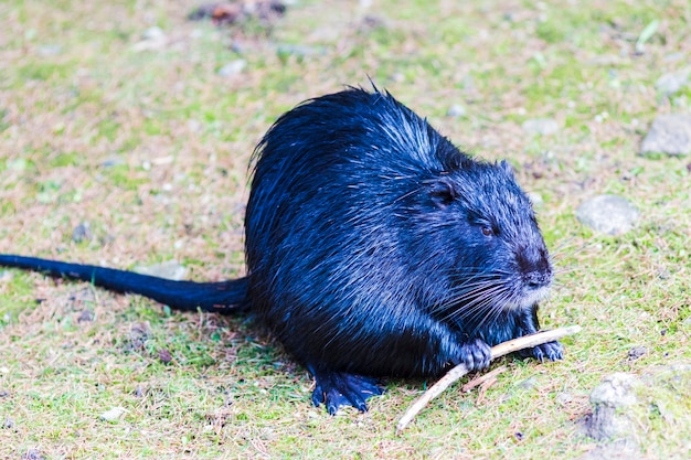 ドイツのNutria（Myocastor coypus）