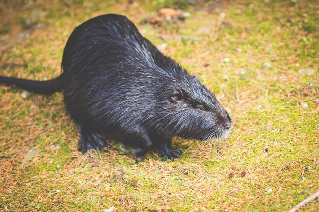 독일의 뉴트리아 (Myocastor coypus)