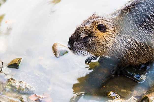 Nutria (Myocastor coypus) in Duitsland