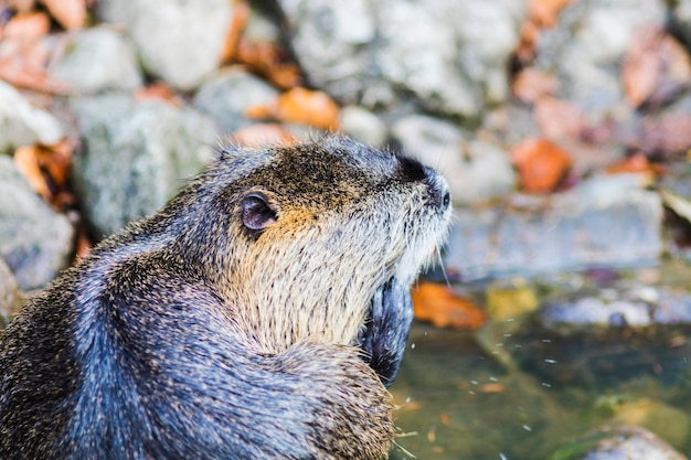 Nutria (Myocastor coypus) in Duitsland