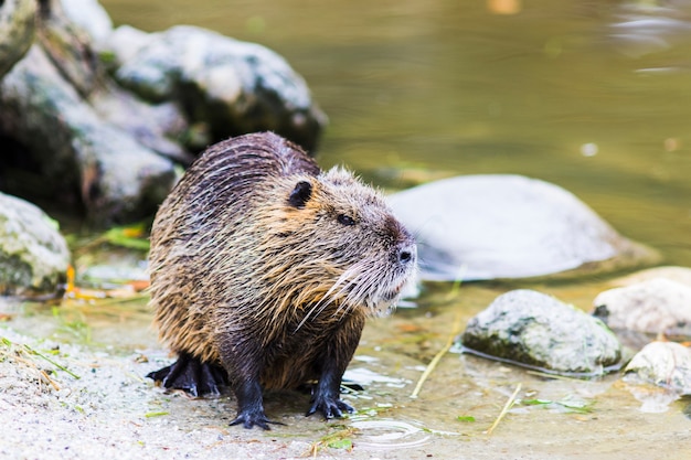 Nutria (Myocastor coypus) in Duitsland