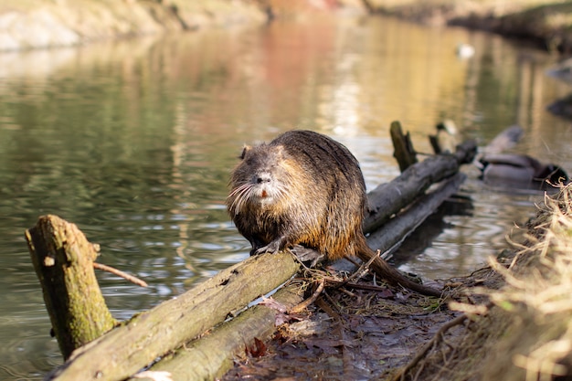 Nutria, Myocastor coypus of rivier rat het wild nabij de rivier