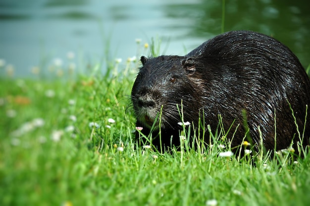 Nutria nutria myocaster