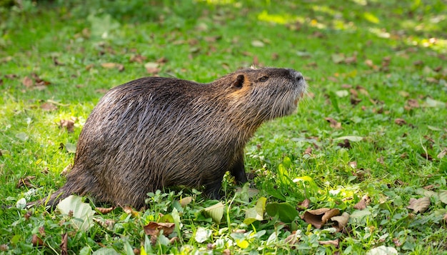 Nutria rivierrat coypu herbivore semiaquatische knaagdieren familie Myocastoridae weide wilde dieren