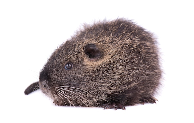 Nutria van de baby geïsoleerd. Een bruine coypu Myocastor coypus geïsoleerd.