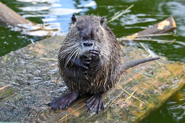 Nutria zit bij een vijver op een boerderij