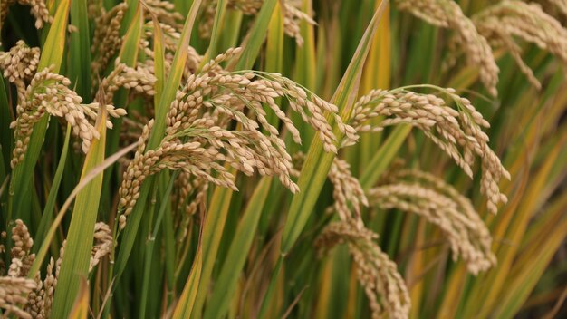 Foto nutrizione cibo delizioso