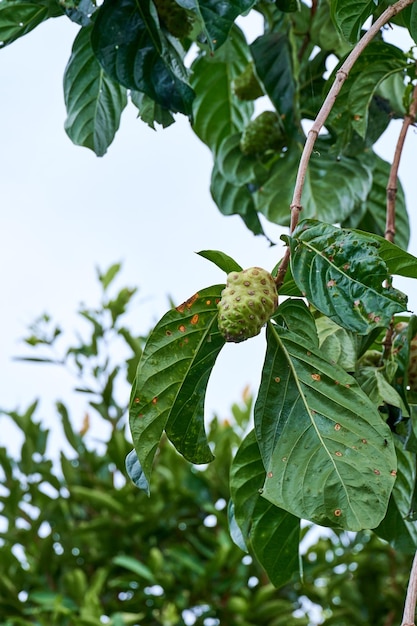 The Nutritious Noni. A Tropical Treasure