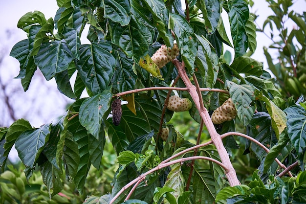 The Nutritious Noni. A Tropical Treasure