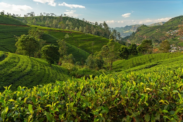 Nuwara Eliya green tea plantations terrains.