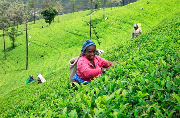 Nuwara eliya, sri lanka - mach 13: raccoglitrice di tè femminile nella piantagione di tè a mackwoods, mach 13, 2017.industria del tè.