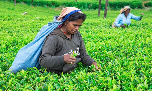 Nuwara Eliya, SRI LANKA - Mach 13: Vrouwelijke theeplukker in theeplantage in Mackwoods, Mach 13, 2017.tea-industrie.